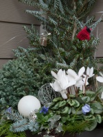 Holiday Container Gardens -  - landscape - seattle