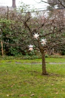 Rhinebeck, NY Winter Decor - traditional - landscape - new york