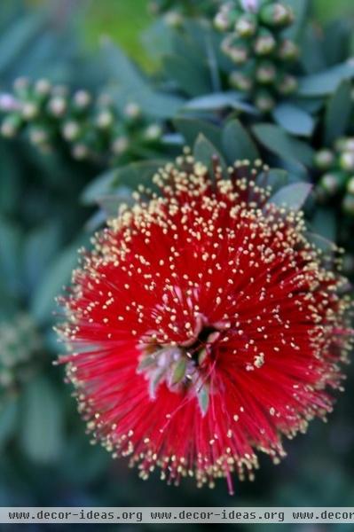 bottlebrush_dwarf.jpg