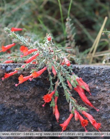 Great Design Plant: Zauschneria