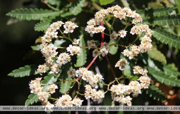 Great Design Plant: Lyonothamnus