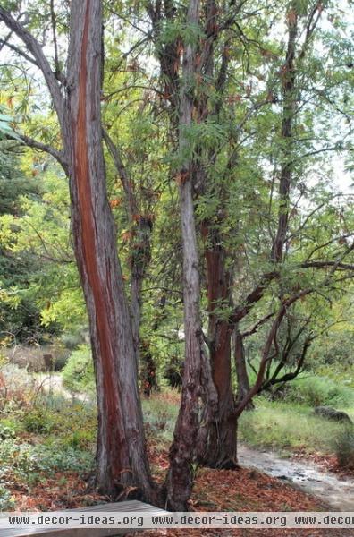 Great Design Plant: Lyonothamnus