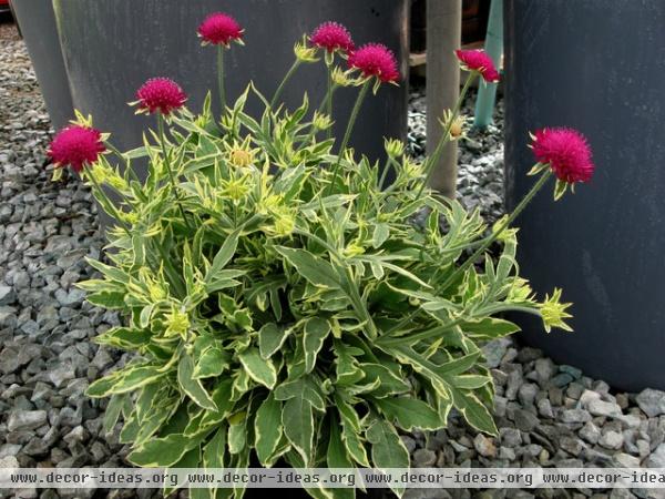 contemporary landscape by Skagit Gardens