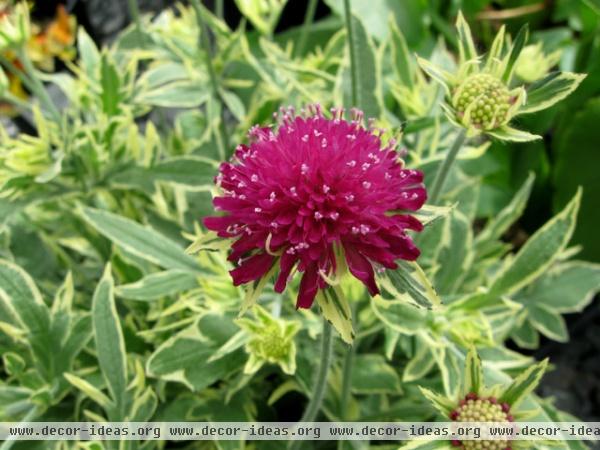 contemporary landscape by Skagit Gardens