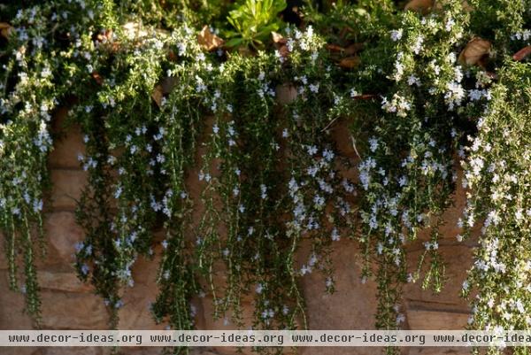 mediterranean landscape by SP Gardens - Susanna Pagan Landscape Design