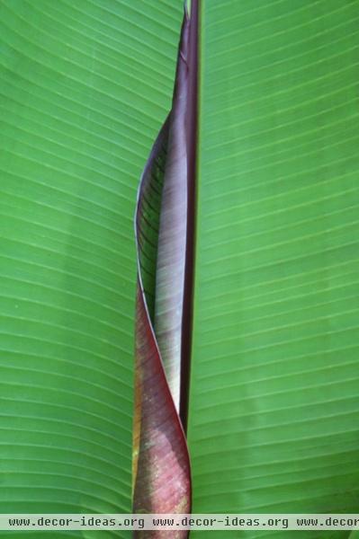 ensete-ventricosum.JPG