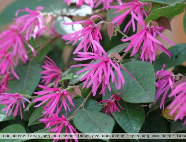 California Gardener's May Checklist