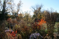 Be Your Own Wildflower Nursery