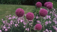 9 Plants That Channel Pantone’s Color of 2014