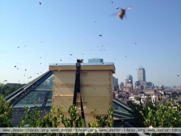 Hello, Honey: Beekeeping Anywhere for Fun, Food and Good Deeds