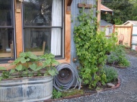 Edible Gardening Essentials: Tips for Traditional Hand Watering