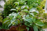 11 Essential Herbs to Grow Right Now