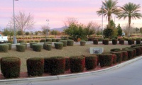 How to Avoid Overcrowded, Overpruned Shrubs