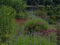 Want a More Colorful, Natural Garden? Try a Perennial Meadow