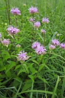 Great Design Plant: Wild Bergamot, Friend of Foragers