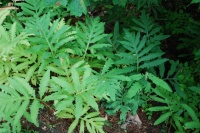 Great Design Plant: Sensitive Fern Shows Its Strengths
