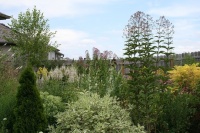 Great Design Plant: Eupatorium Maculatum