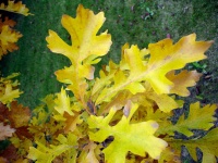 Celebrate Eastern Oaks for Wildlife, Longevity, and Seasonal Interest