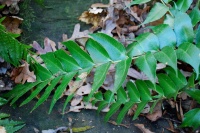 Great Design Plant: Cyrtomium Falcatum ‘Rochfordianum’