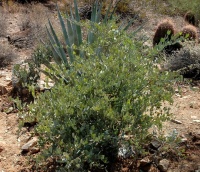 Great Design Plant: Simmondsia Chinensis
