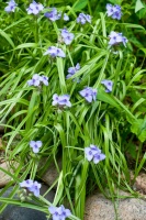 Great Design Plant: Tradescantia Ohiensis Adds Shades of Blue