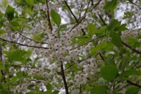 Great Design Plant: Halesia Tetraptera