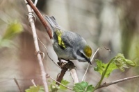 Wild Birds Transform a Woman’s Garden and Life