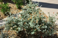 Great Design Plant: Buddleja Marrubiifolia