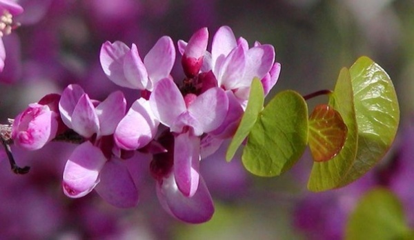 Landscape Cercis Occidentalis Flowers