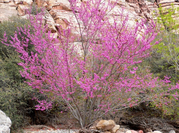 Landscape Cercis Occidentalis