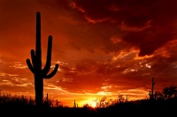 States of Style: Arizona's Grand Appeal