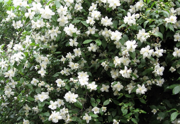 Mock orange (Philadelphus lewisii)