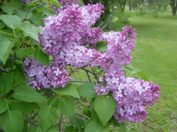 Traditional Landscape by Pamela Bateman Garden Design