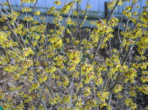 Traditional Landscape 'Arnold Promise' witch hazel (Hamamelis x intermedia 'Arnold P