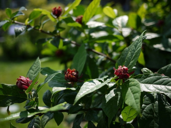 Landscape Carolina Allspice (Calycanthus floridus)