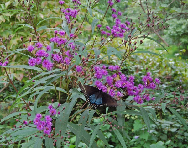 Rustic Landscape NY Ironweed