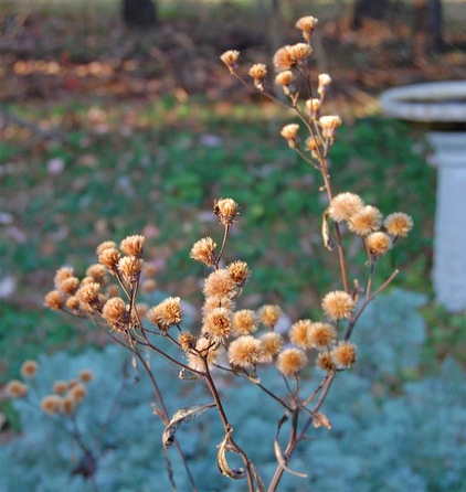 NY Ironweed