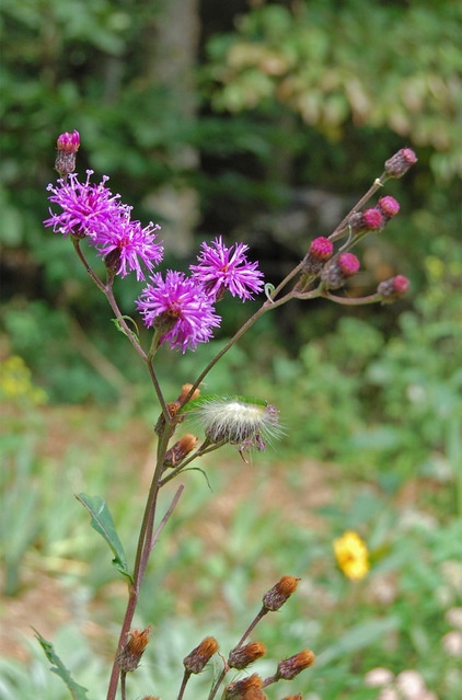 Rustic Landscape NY Ironweed