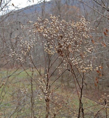 NY Ironweed