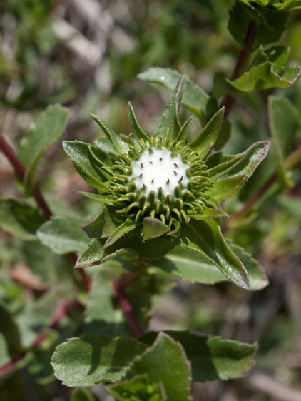 Landscape Grindelia Hirsutula