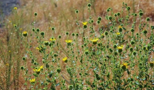 Landscape by Pete Veilleux, East Bay Wilds