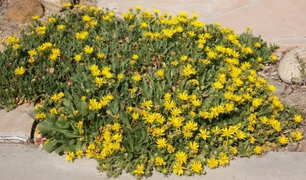 Landscape Grindelia Stricta var. Platyphylla