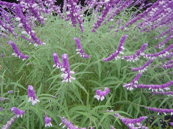 Traditional Landscape by Pamela Bateman Garden Design