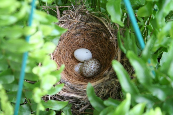 by YardMap: The Cornell Lab of Ornithology