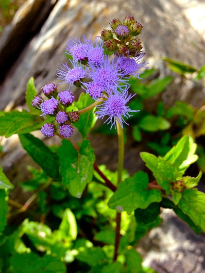 Landscape Conoclinium Coelestinum / Blue Mist Flower