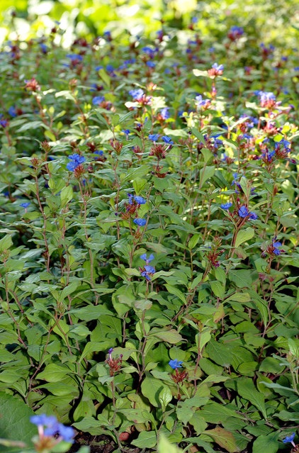 Landscape Plumbago (Ceratostigma plumbaginoides)