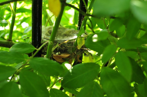 The baby Goldfinches have fledged