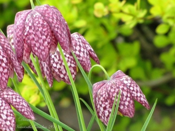 Fritilaria meleagris