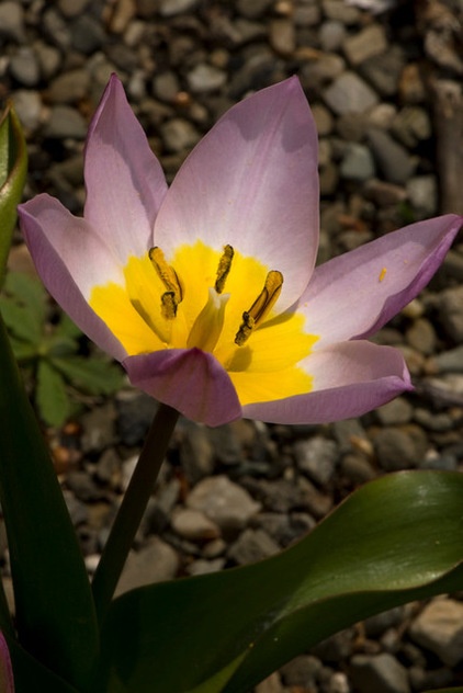 by The New York Botanical Garden