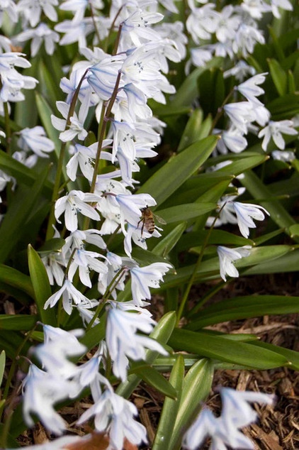 by The New York Botanical Garden